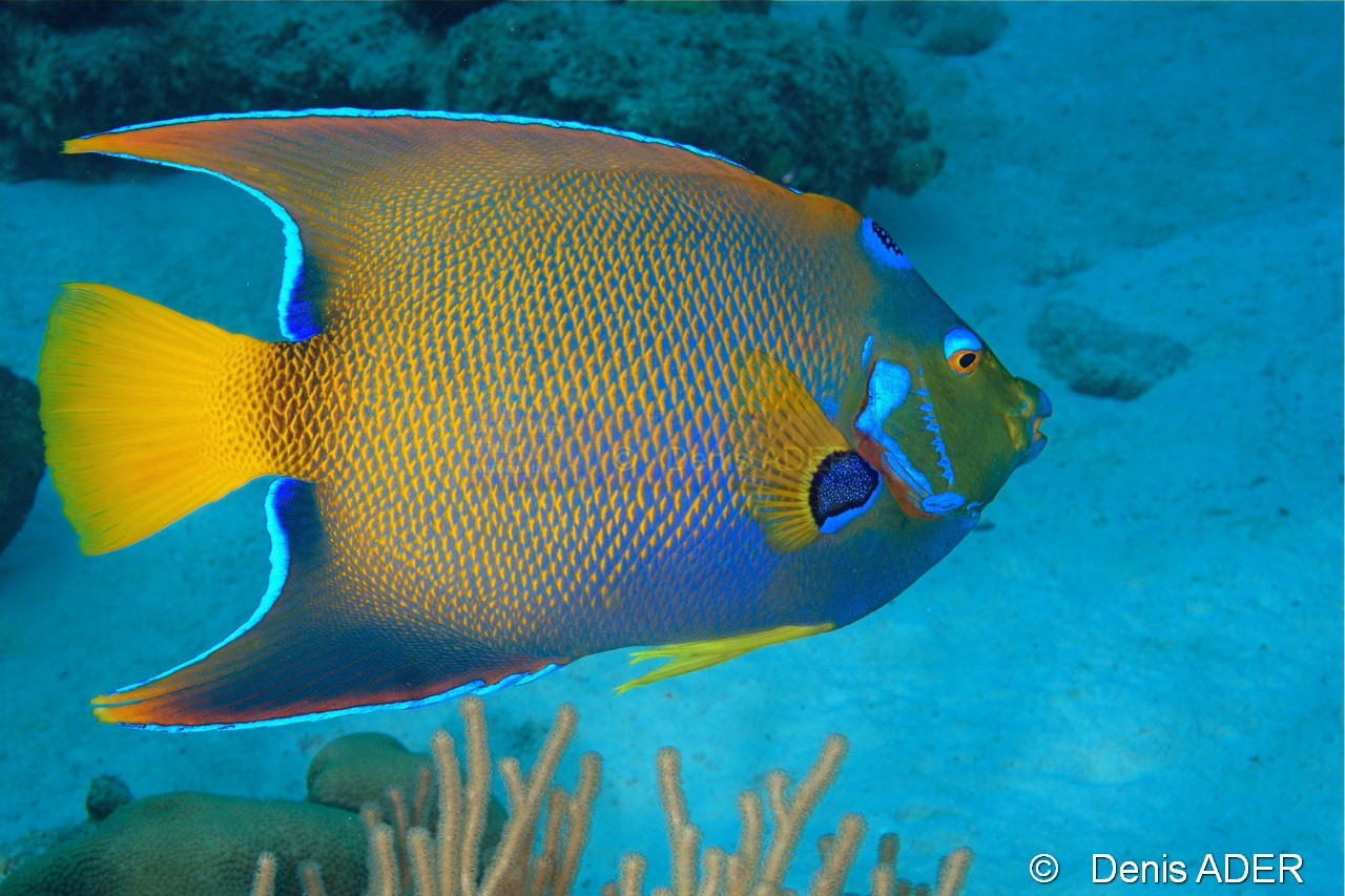 Holacanthus ciliaris Poissan ange royal suedois-Bonaire Keepsake-6m-20180221-Denis-ADER-DSC_7279_tn.jpg